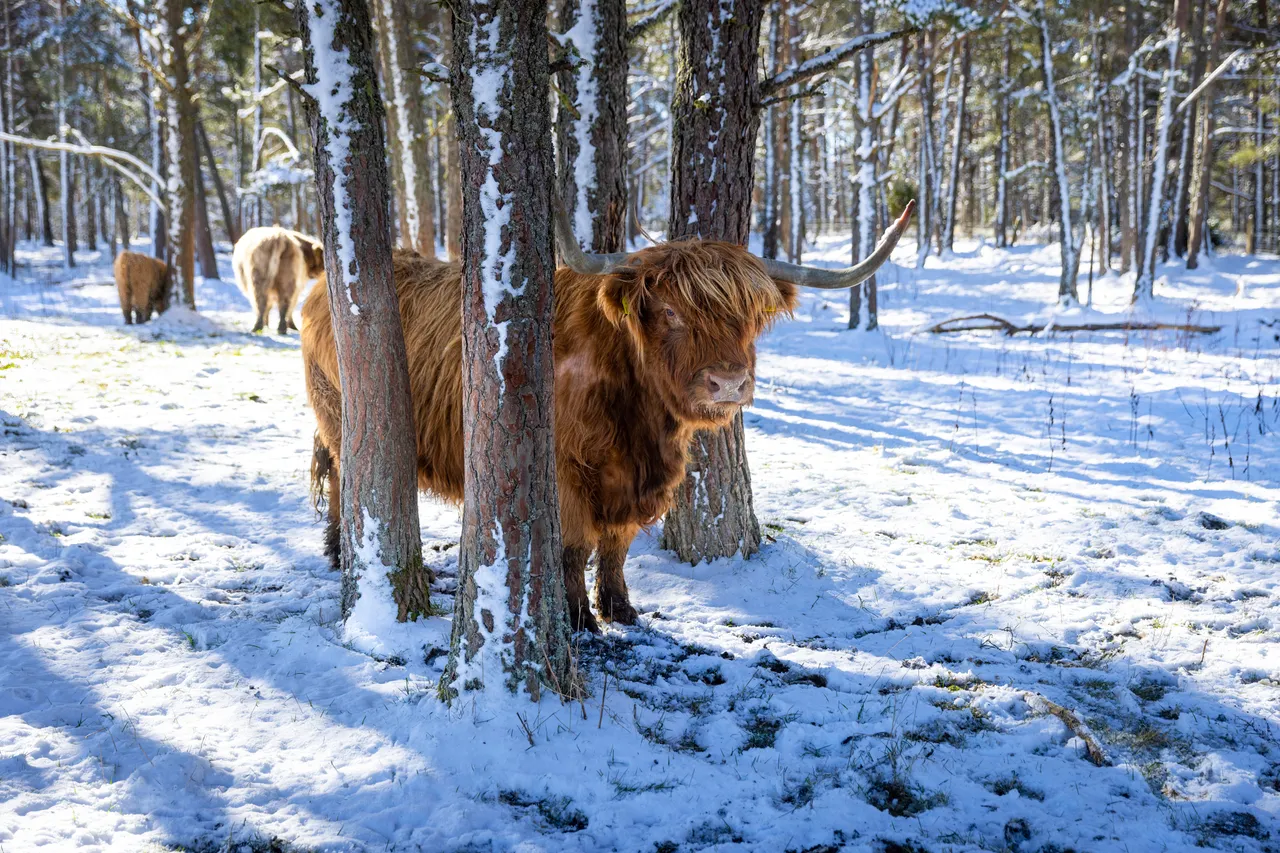 Hairy Coo Safari