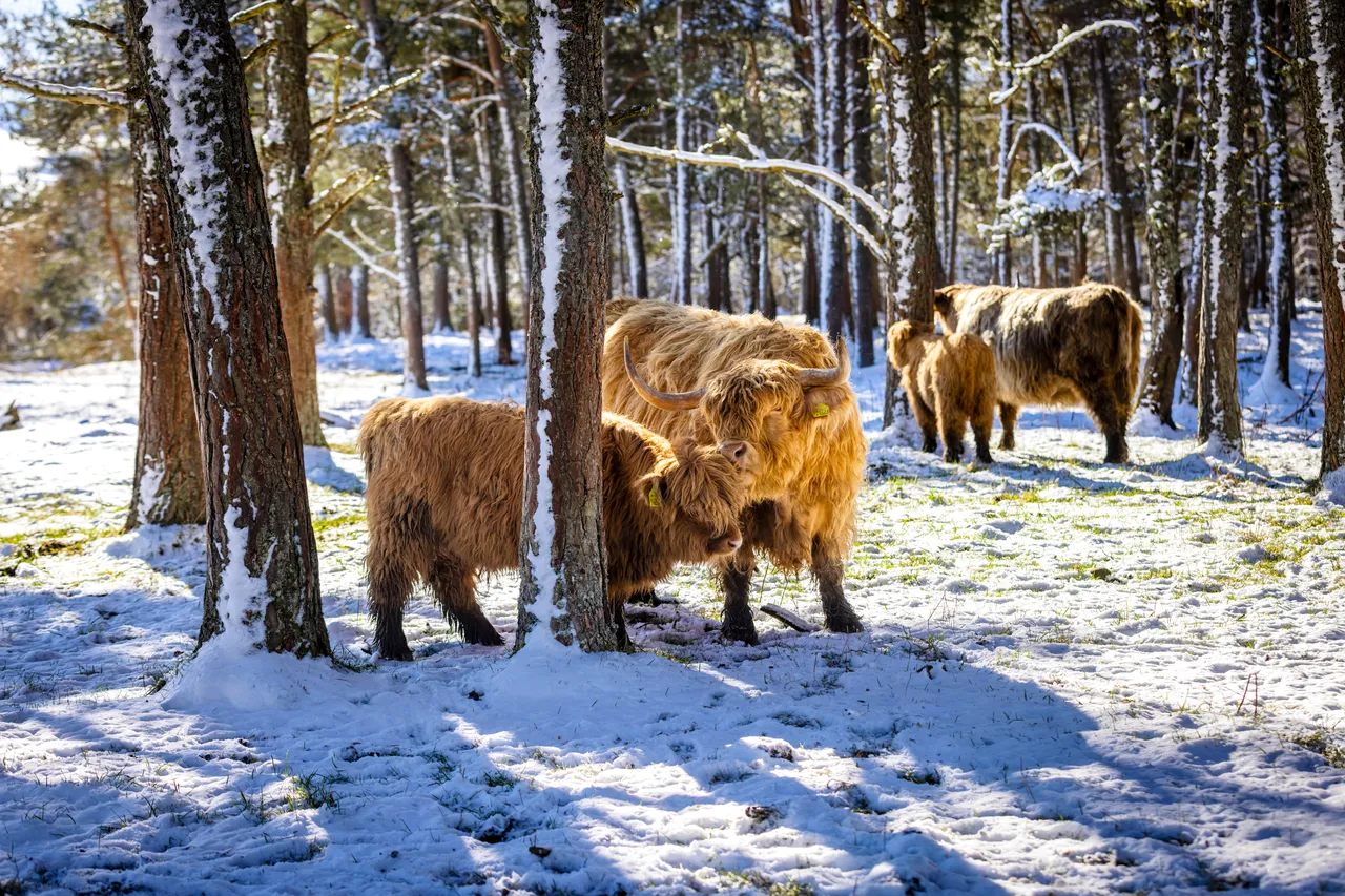 Hairy Coo Safari