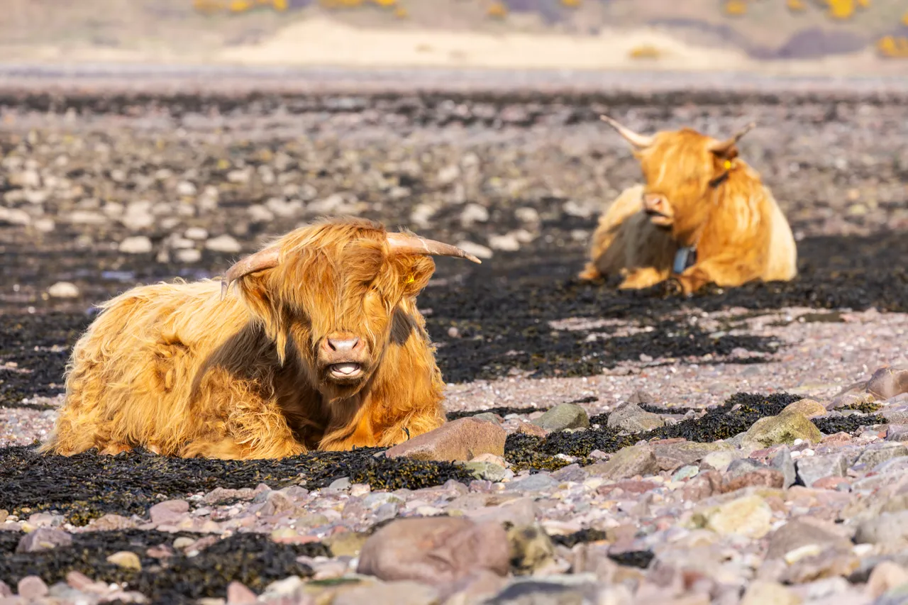 Highland cattle