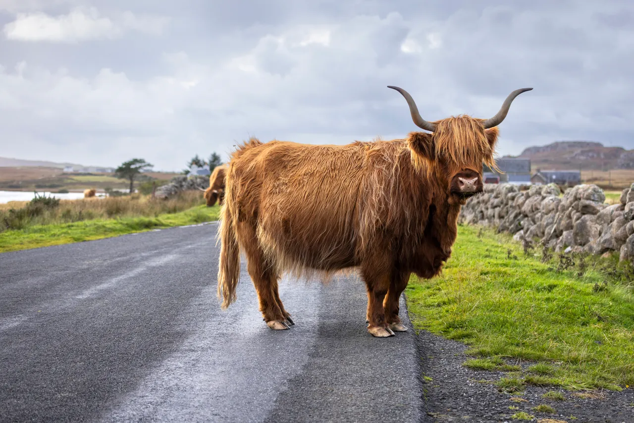 Highland cattle