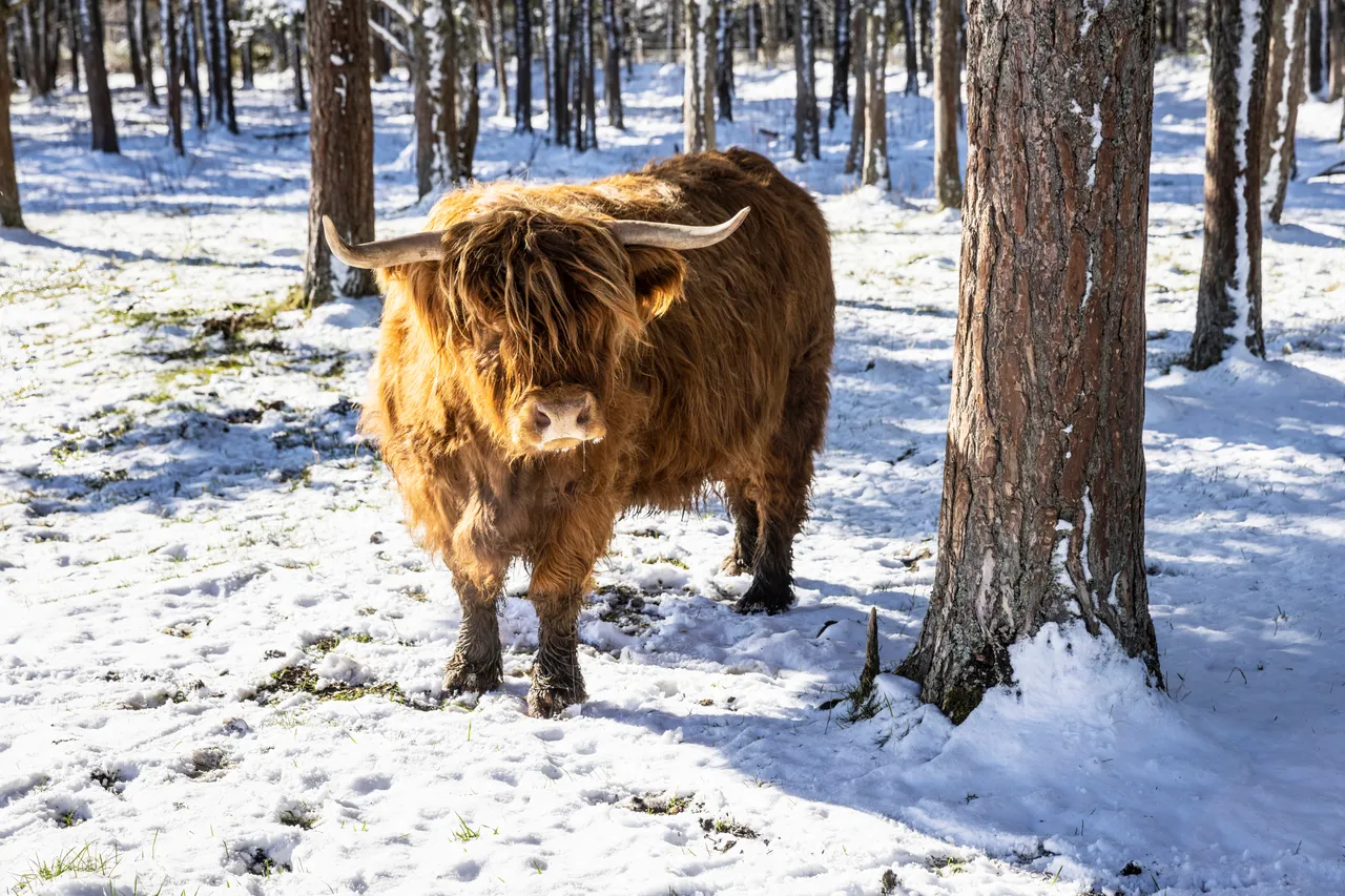 Hairy Coo Safari