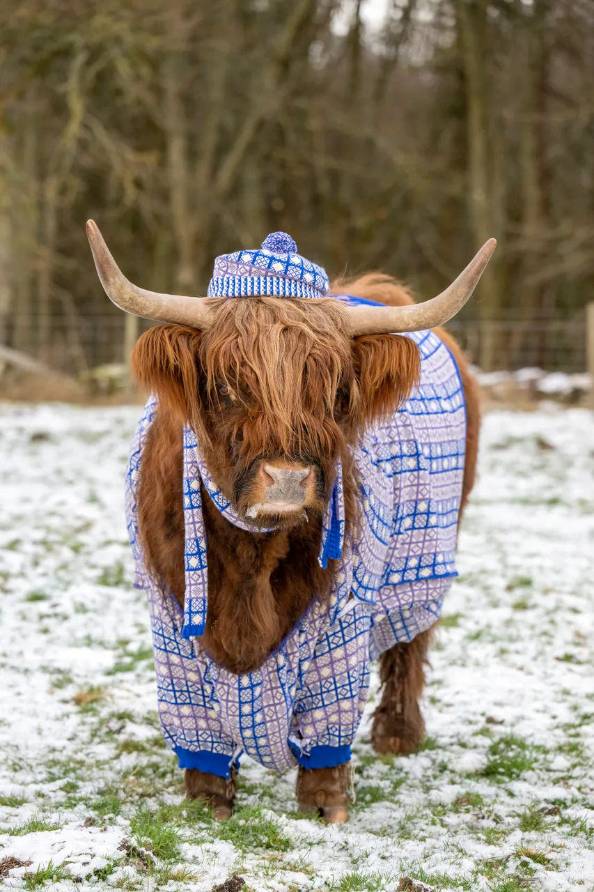 Coos in Cardis