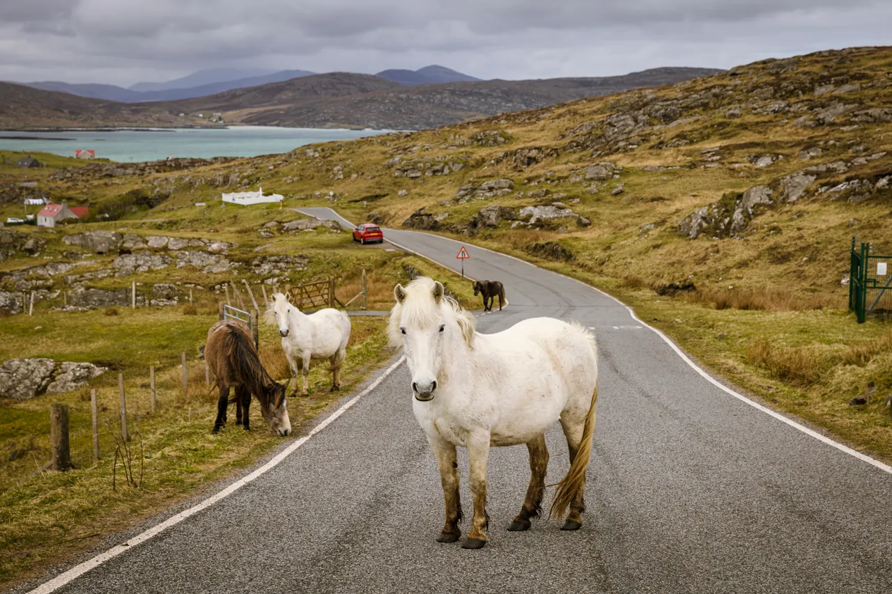 Eriskay Pony