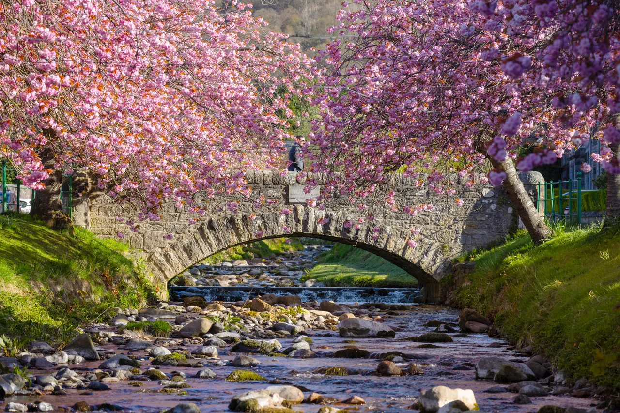 Cherry Blossoms