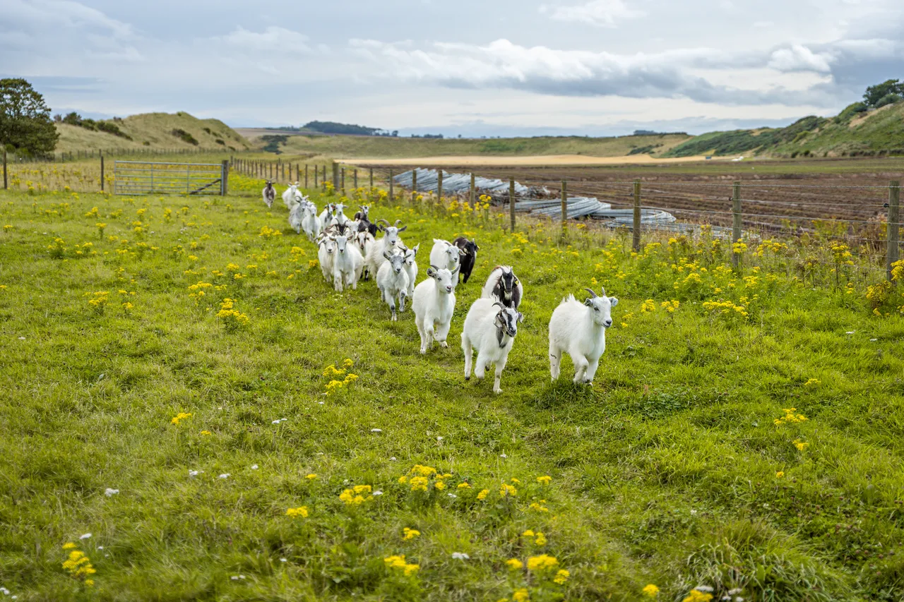 Lunan Bay Farm – Scottish Cashmere Goats