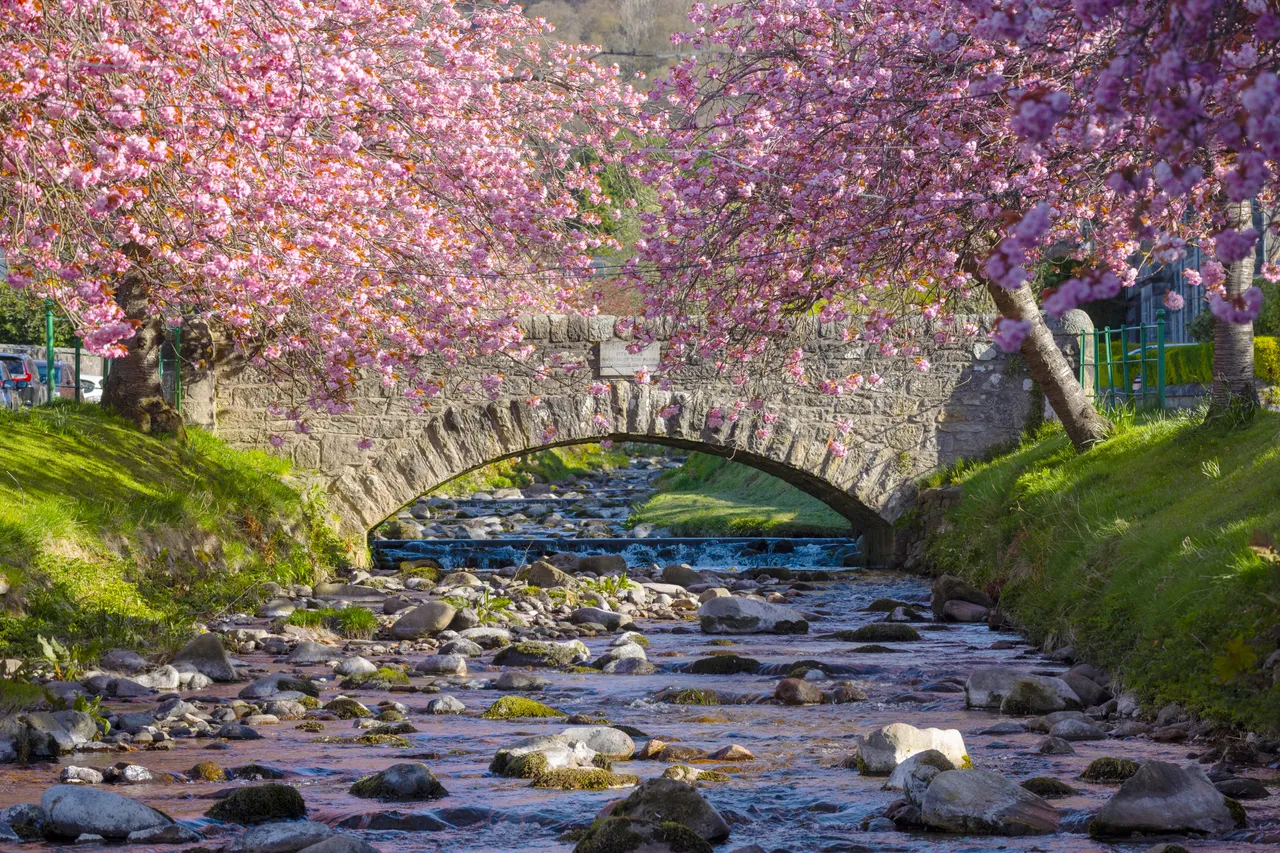 Cherry Blossoms