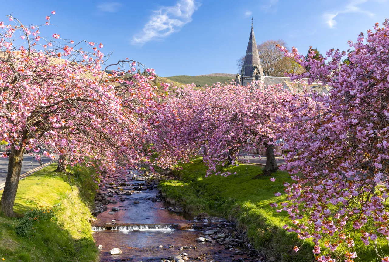 Cherry Blossoms