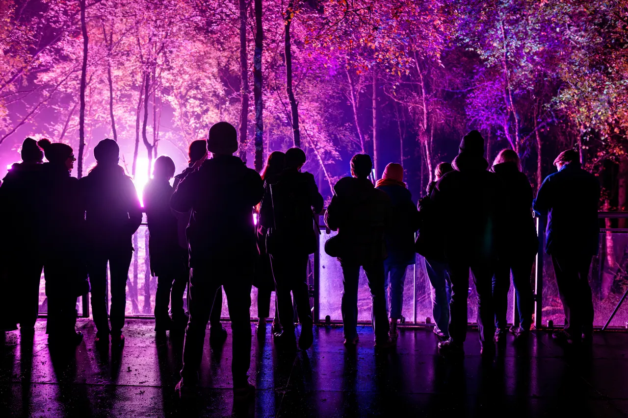 The Enchanted Forest