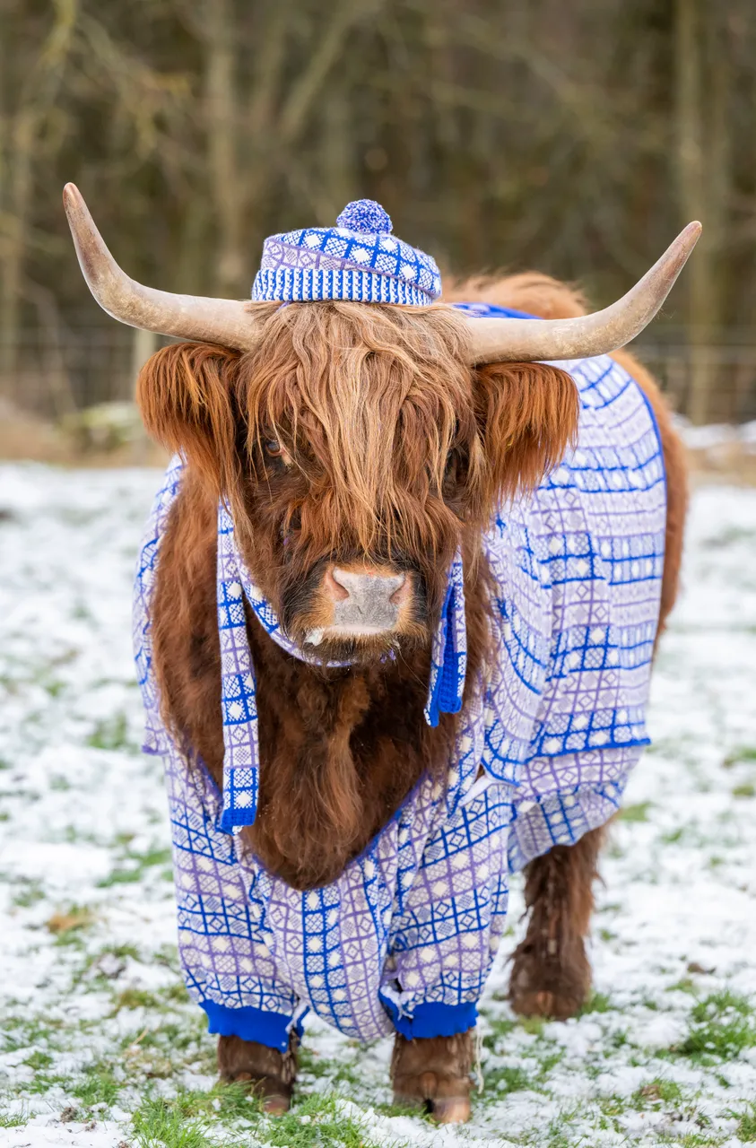 Coos in Cardis