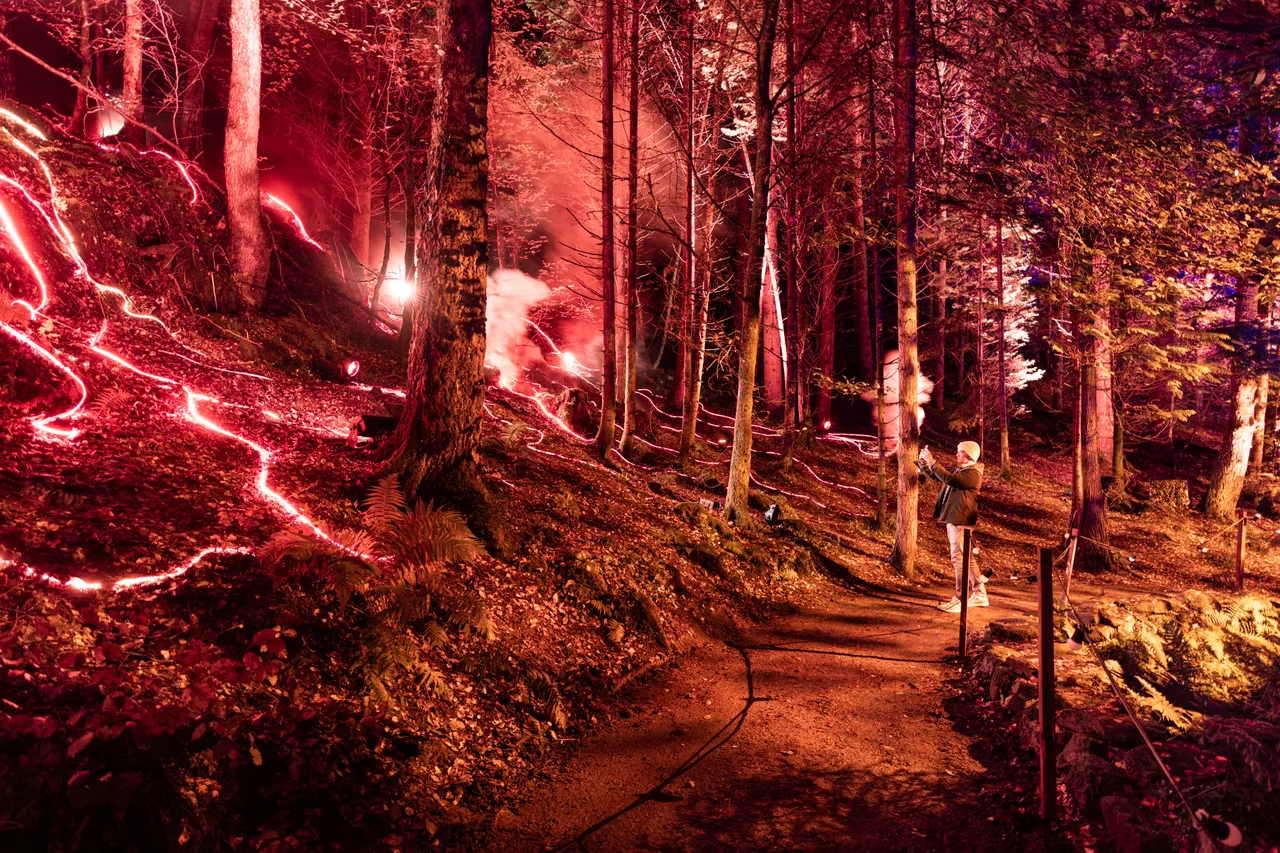The Enchanted Forest