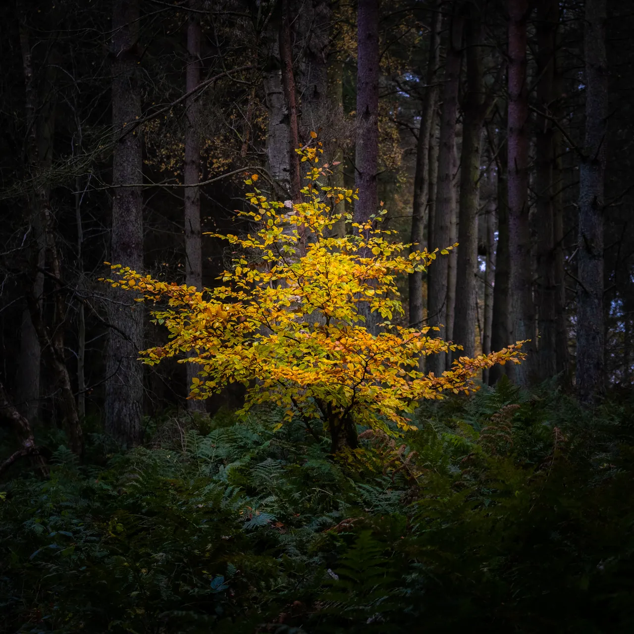 Bowmont Forest