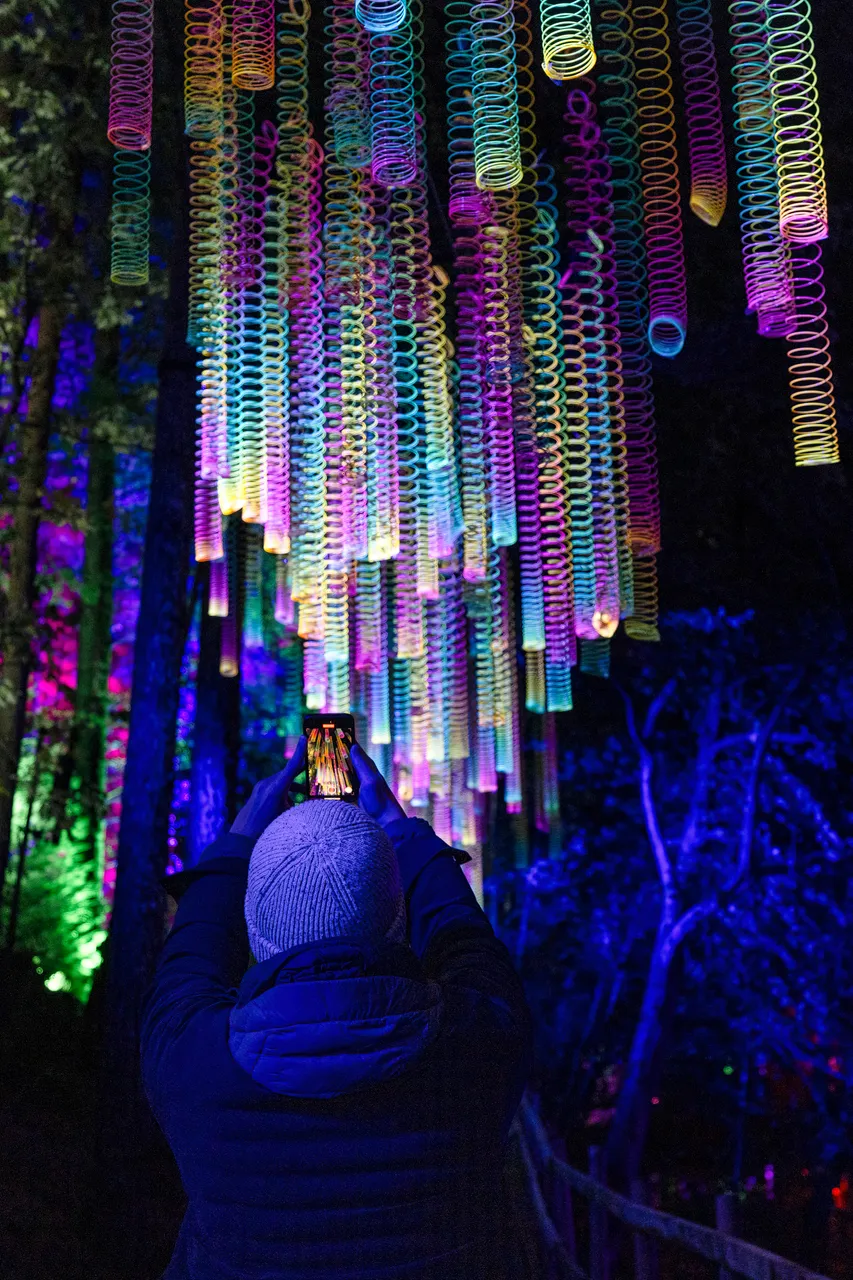 The Enchanted Forest