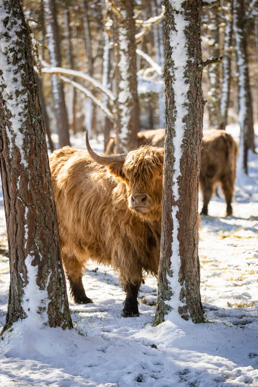 Hairy Coo Safari