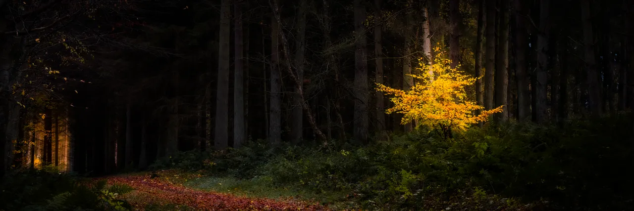 Bowmont Forest