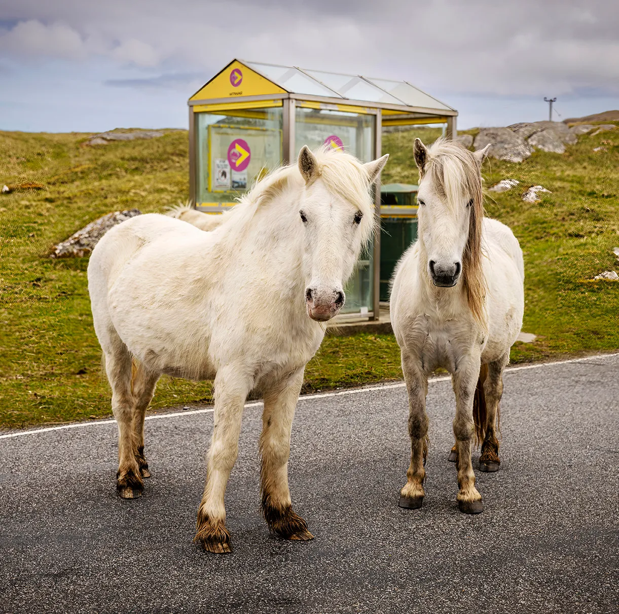 Eriskay Pony