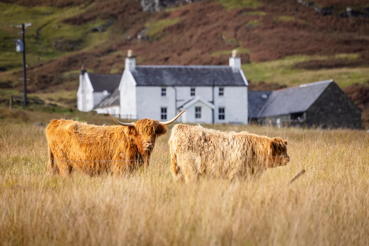 Highland cattle