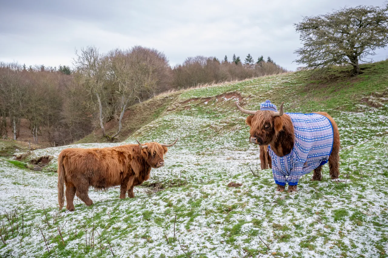 Coos in Cardis