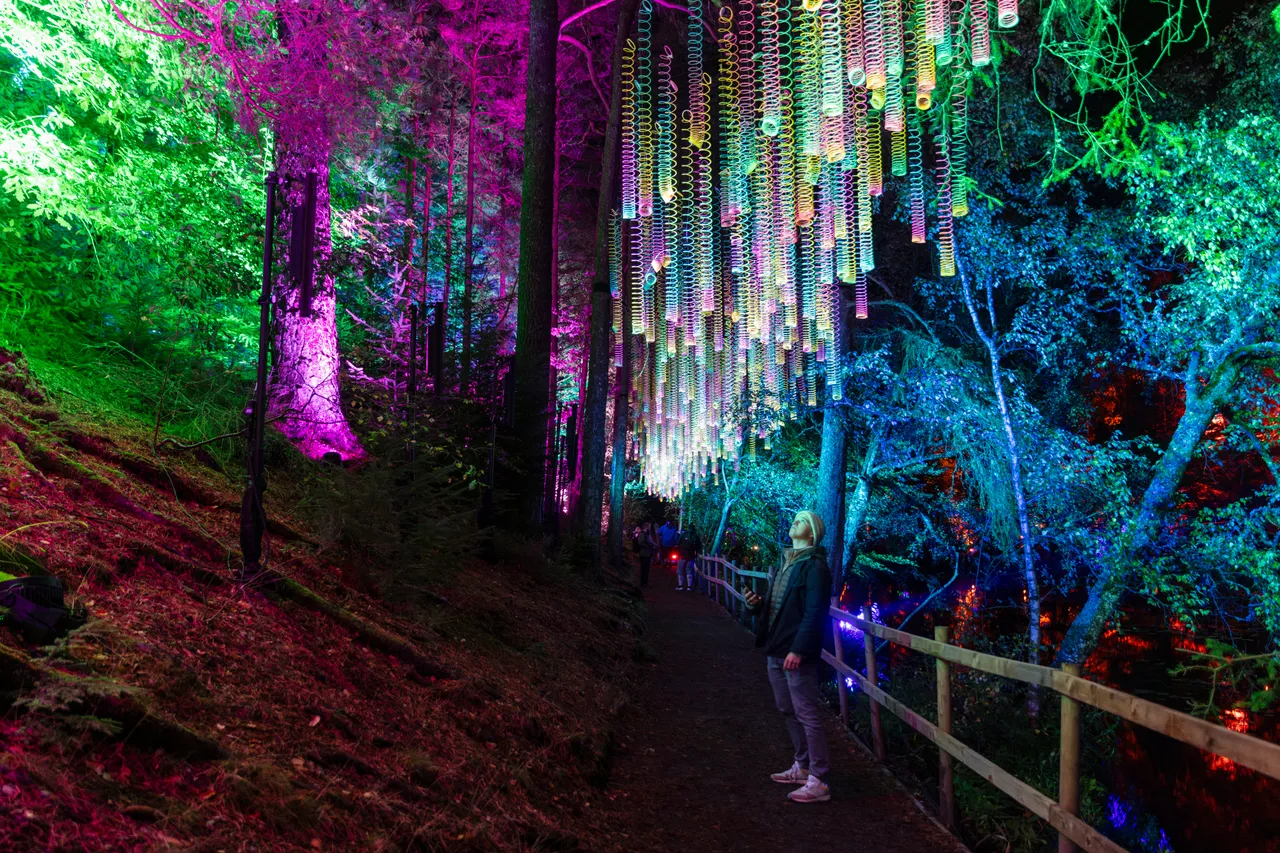 The Enchanted Forest