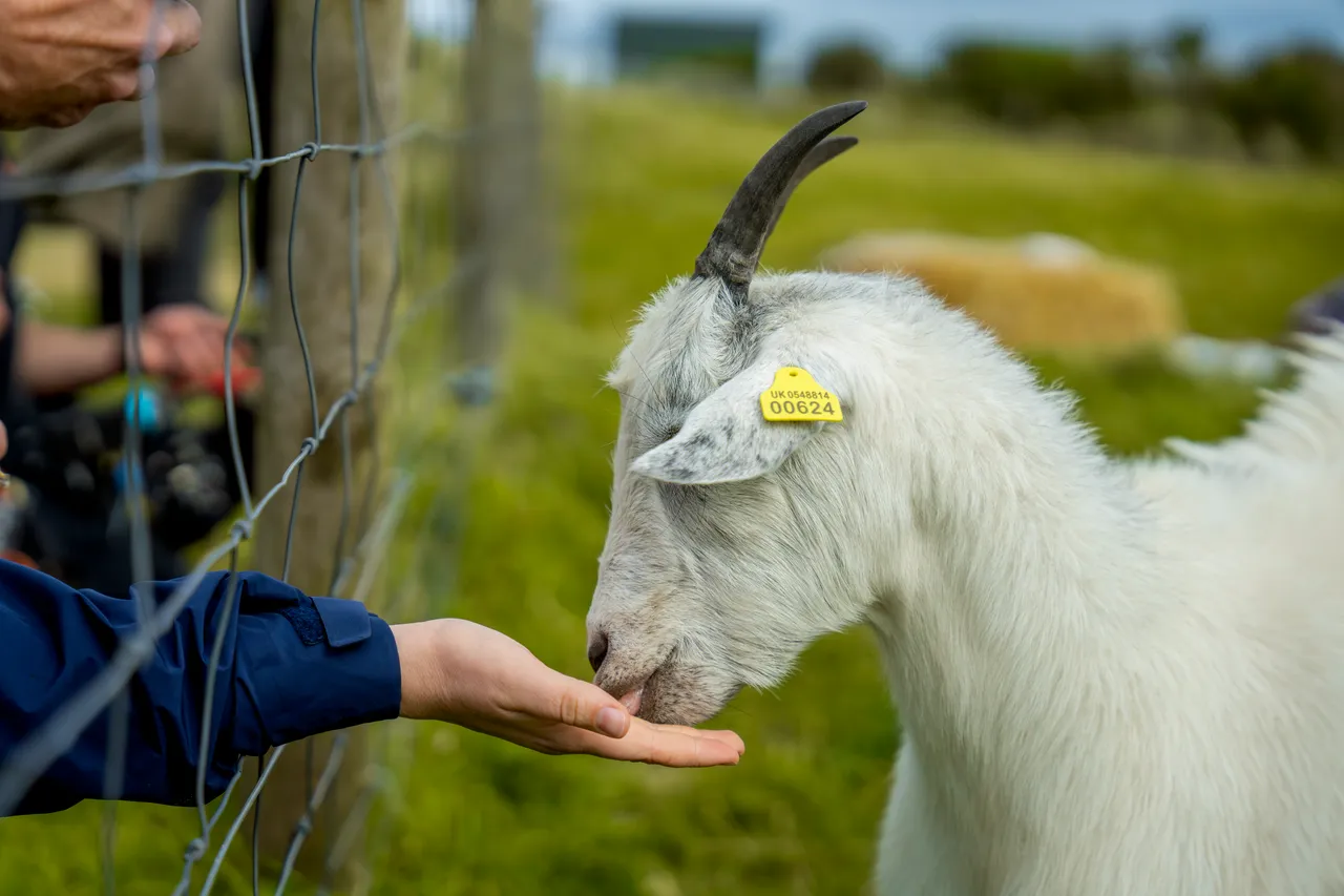 Lunan Bay Farm – Scottish Cashmere Goats