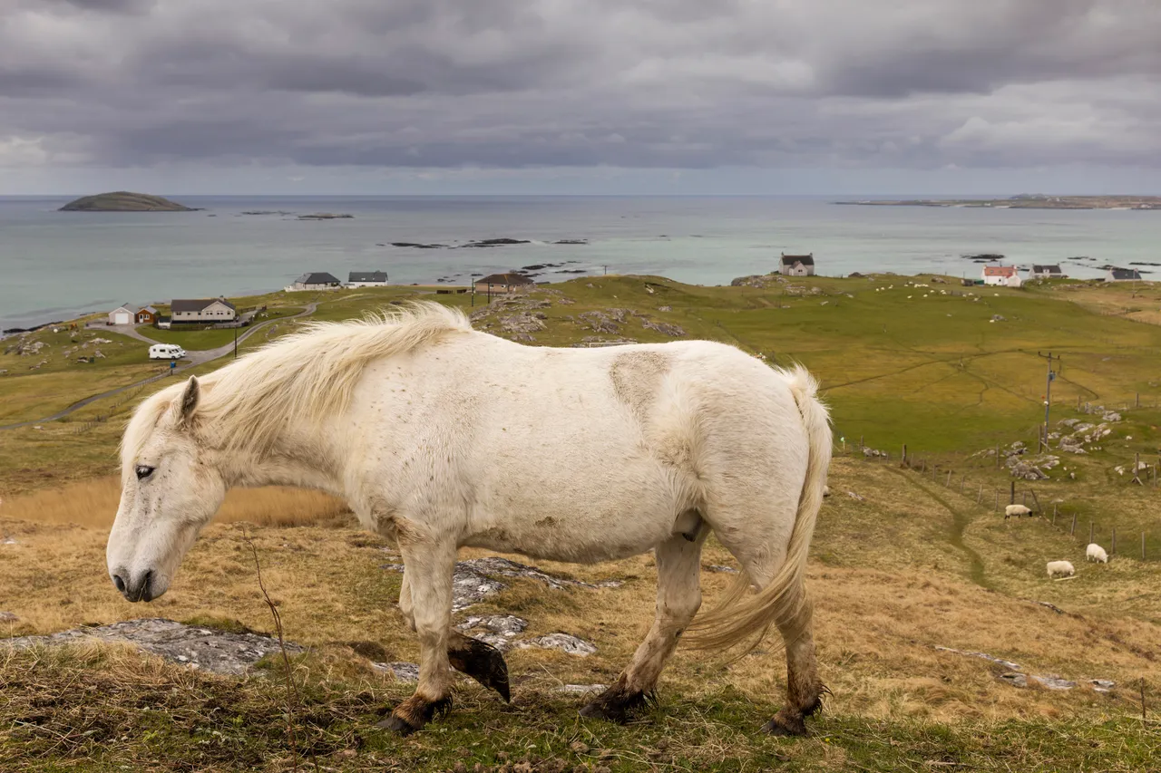Eriskay Pony