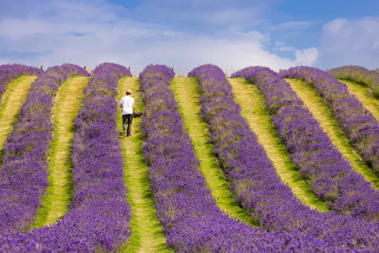 Scottish Lavender Oils
