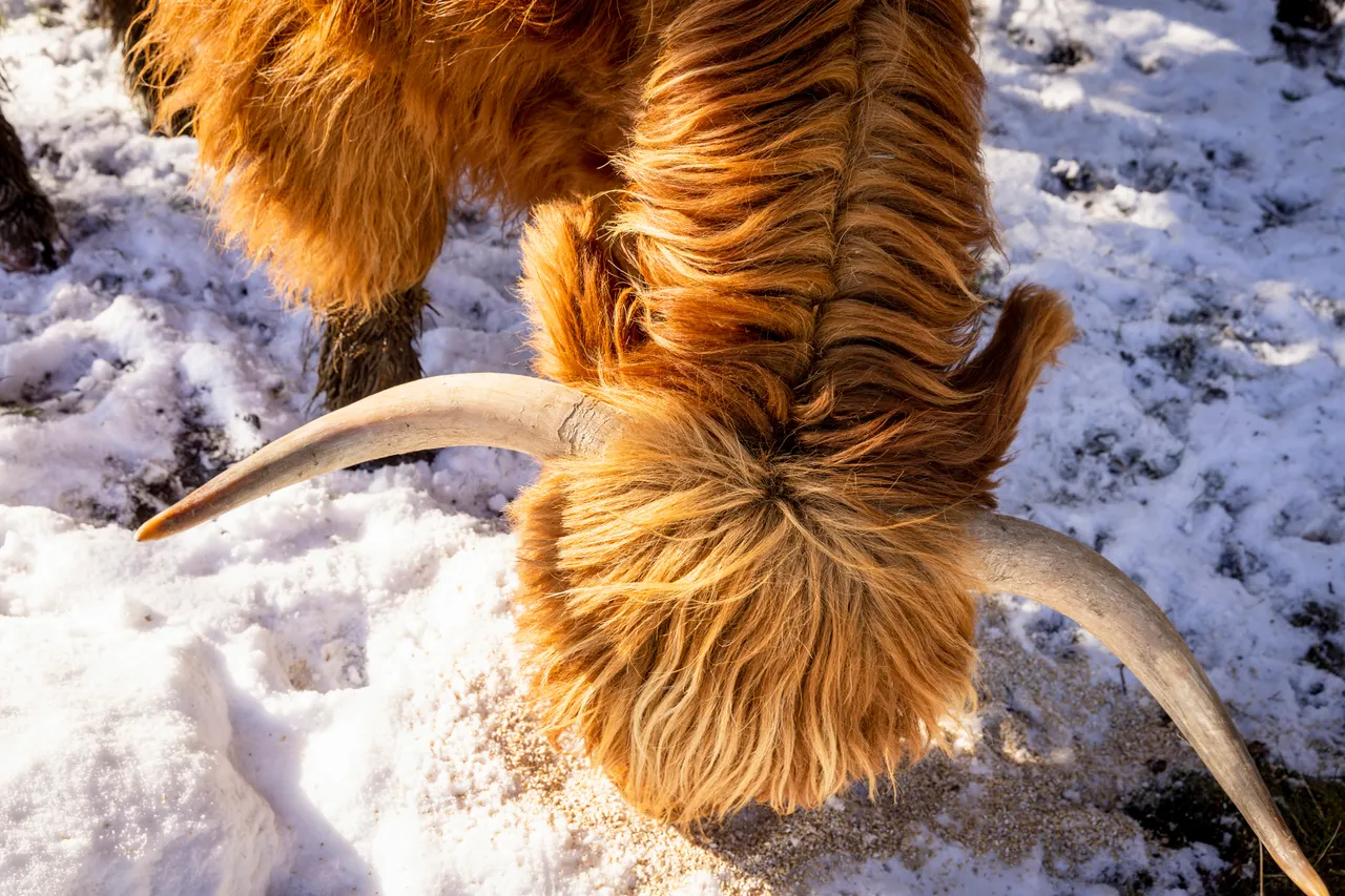 Hairy Coo Safari