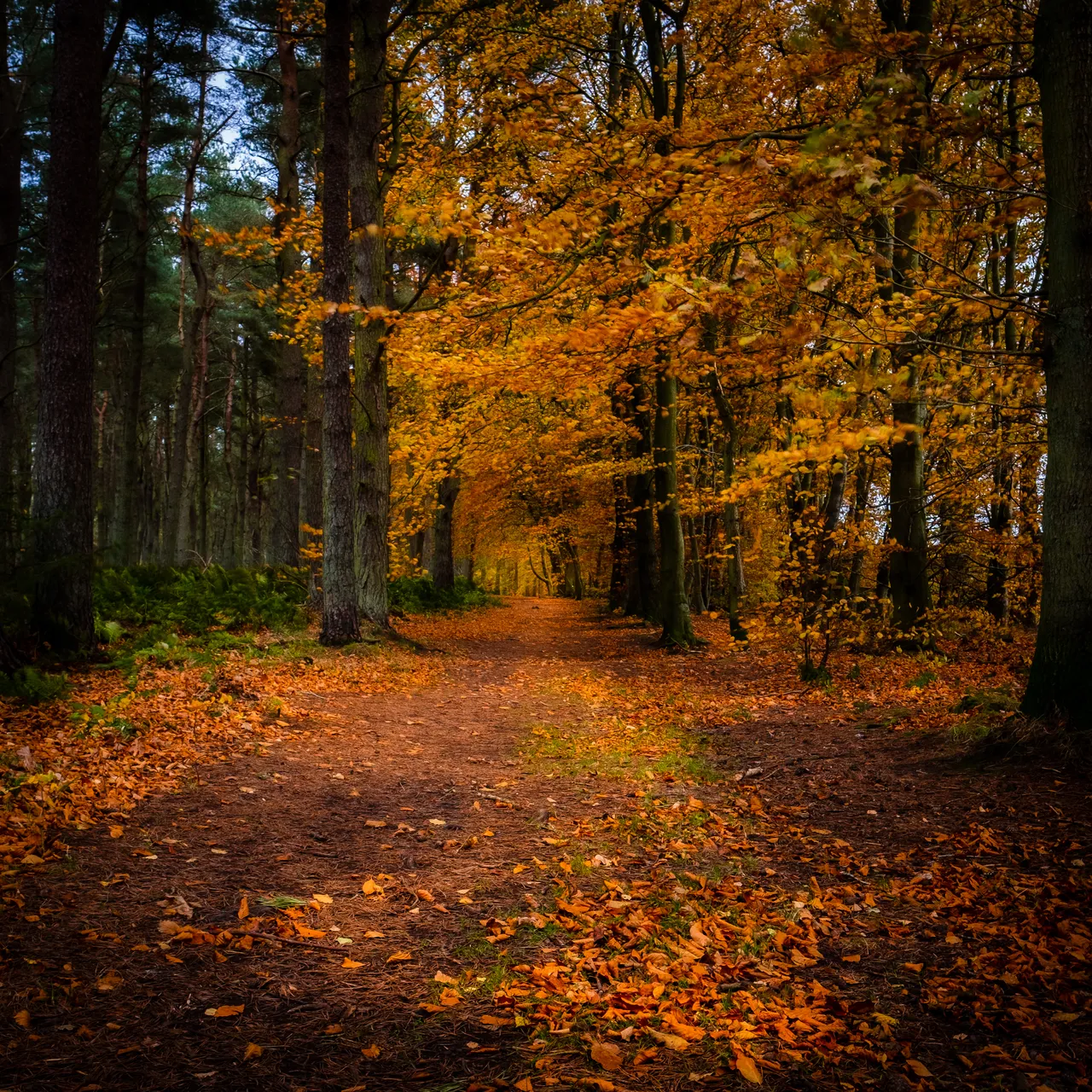 Bowmont Forest