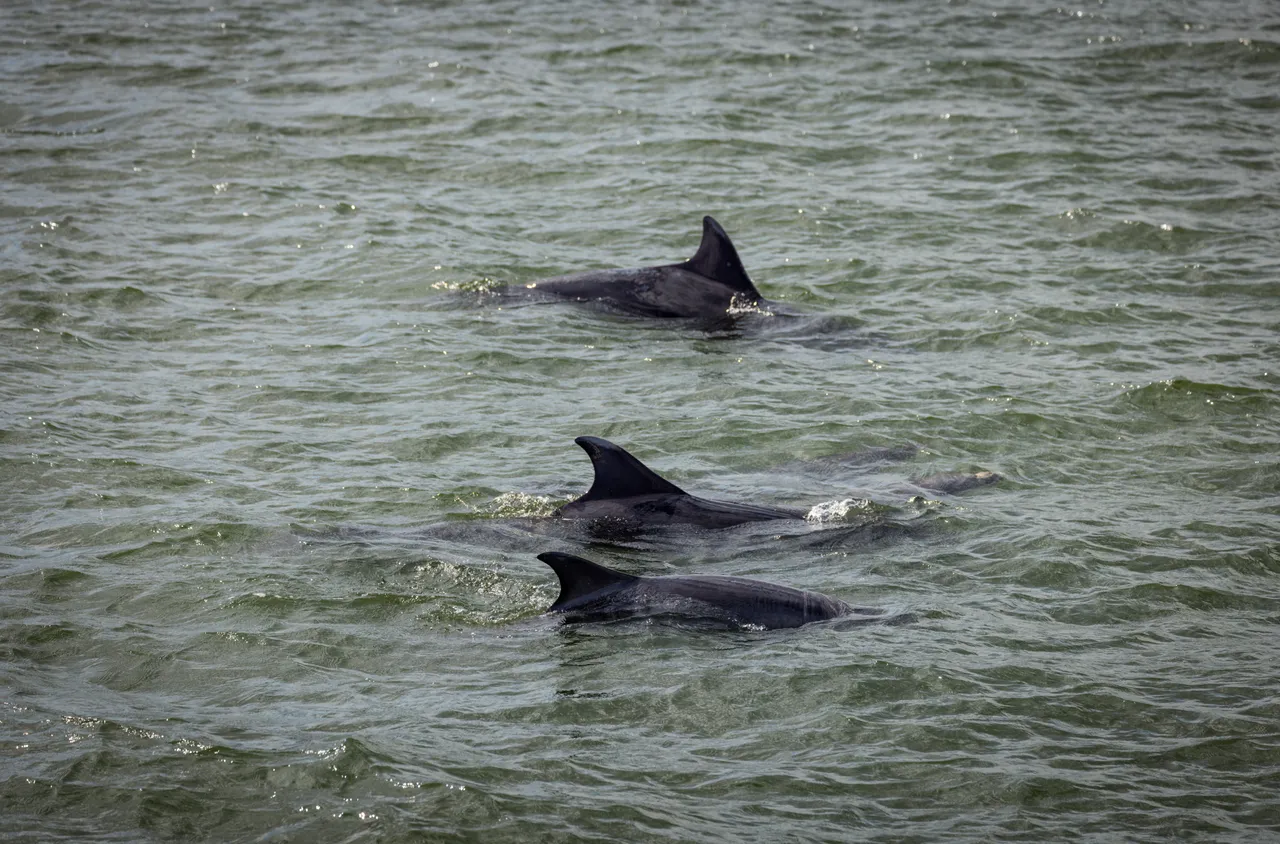 Bottlenose dolphins in the Firth of Forth