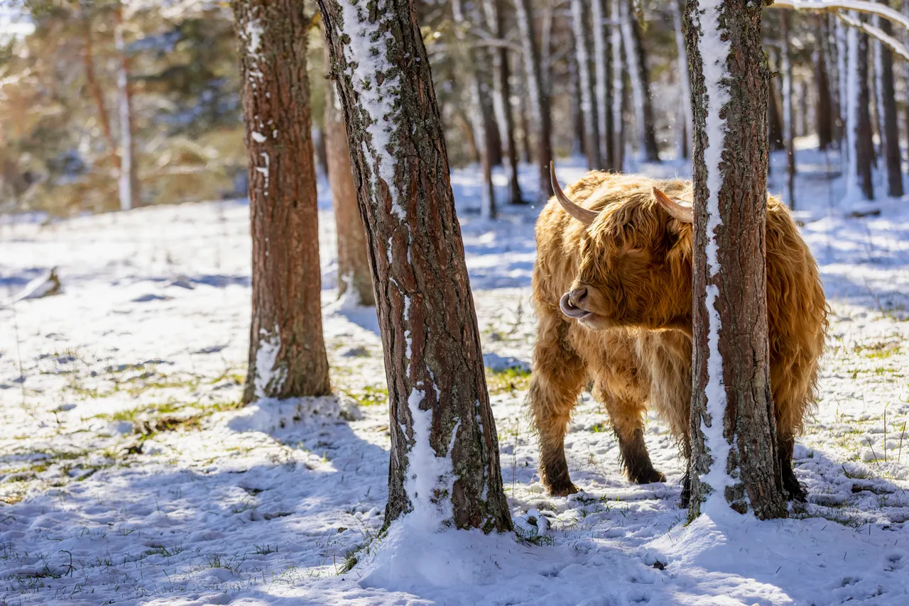 Hairy Coo Safari