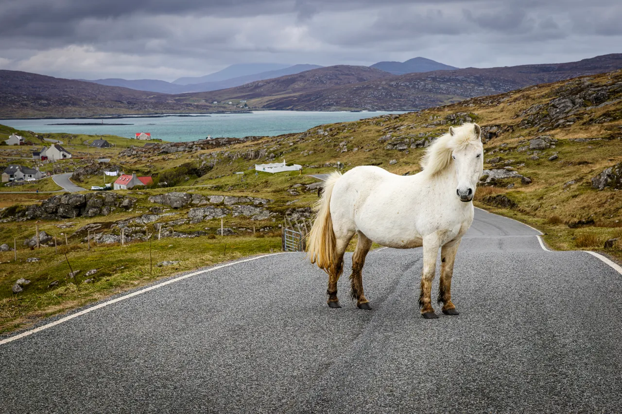Eriskay Pony