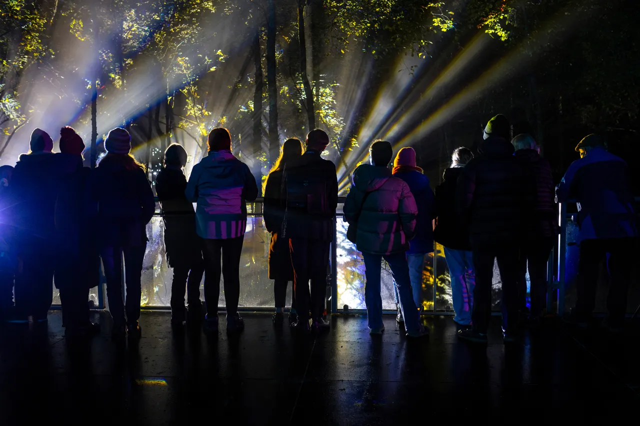 The Enchanted Forest