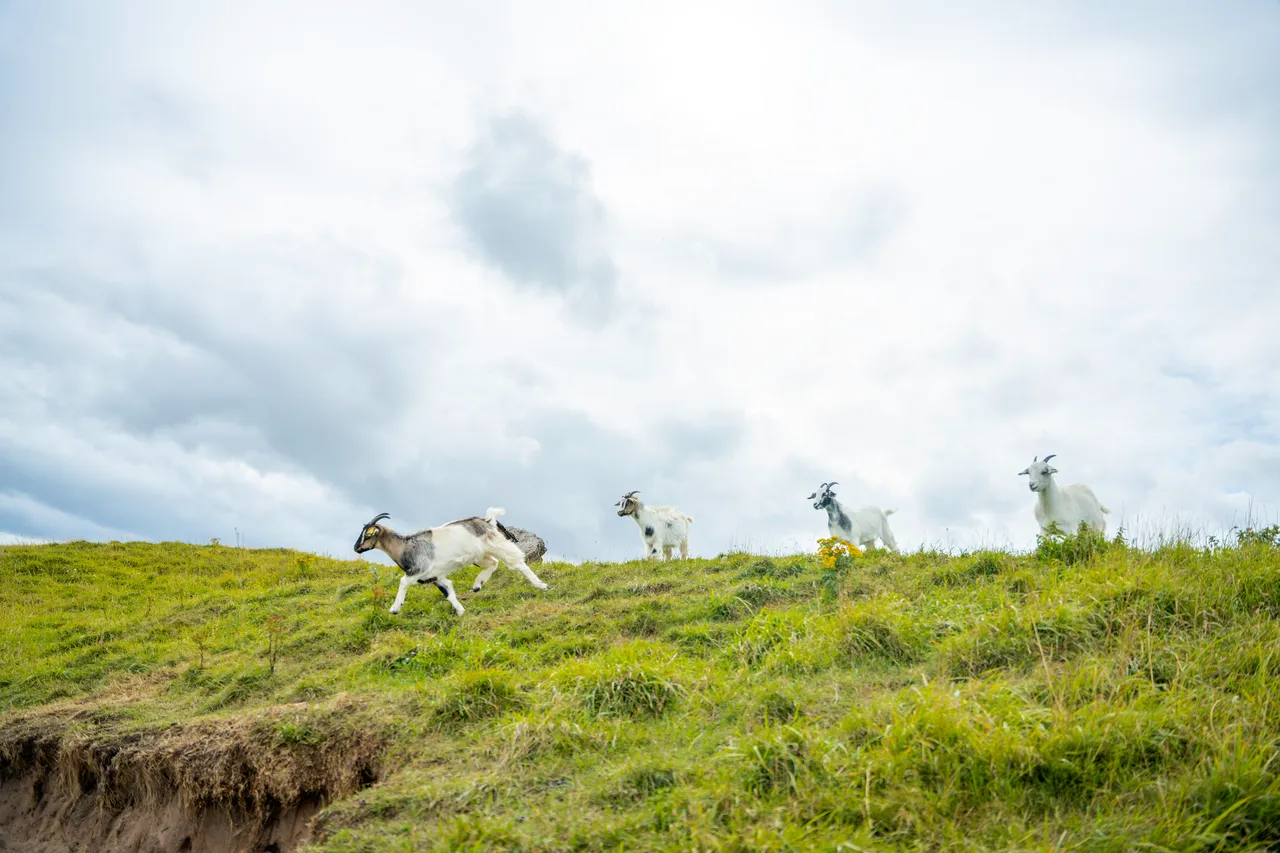 Lunan Bay Farm – Scottish Cashmere Goats