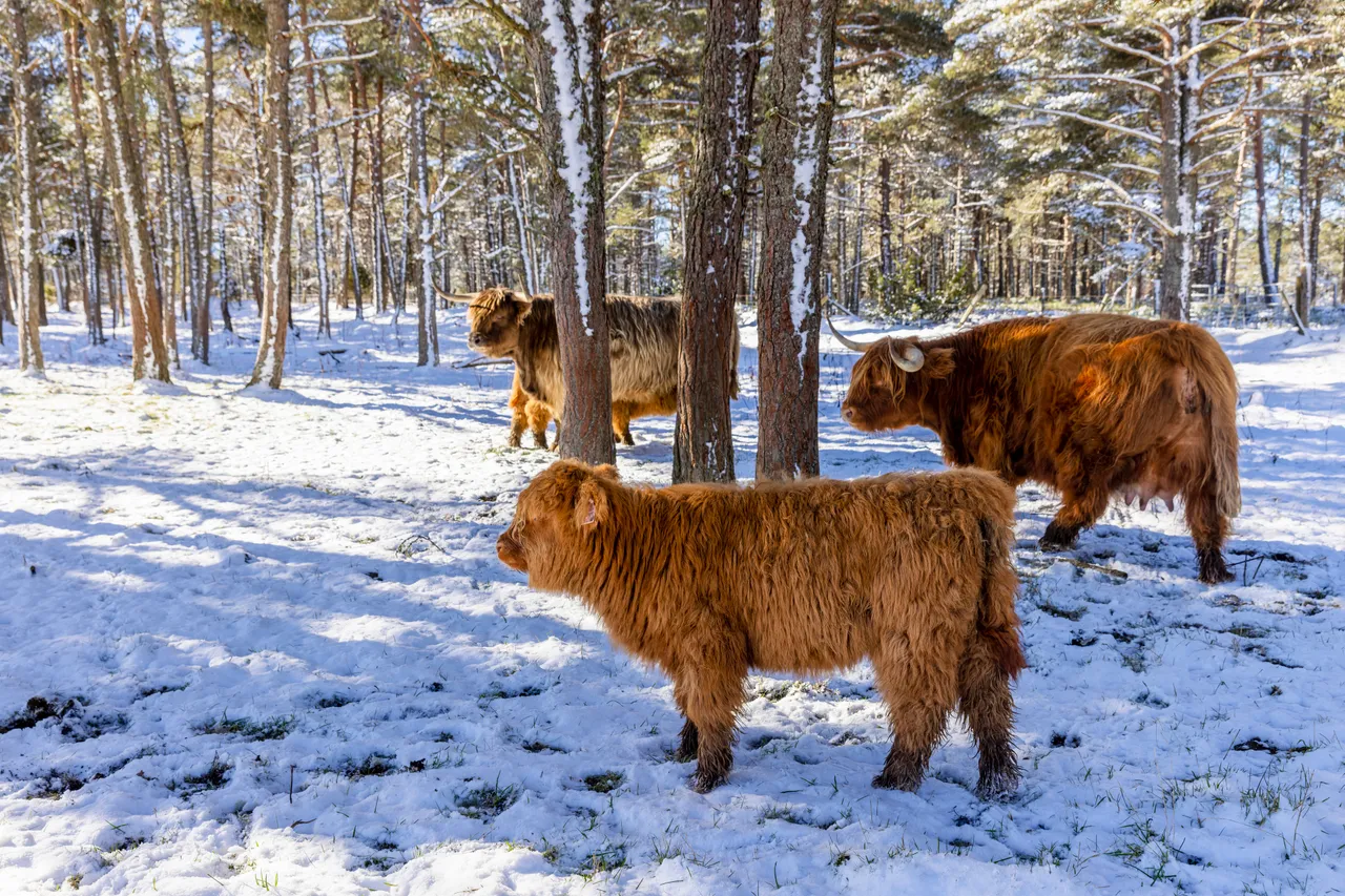 Hairy Coo Safari