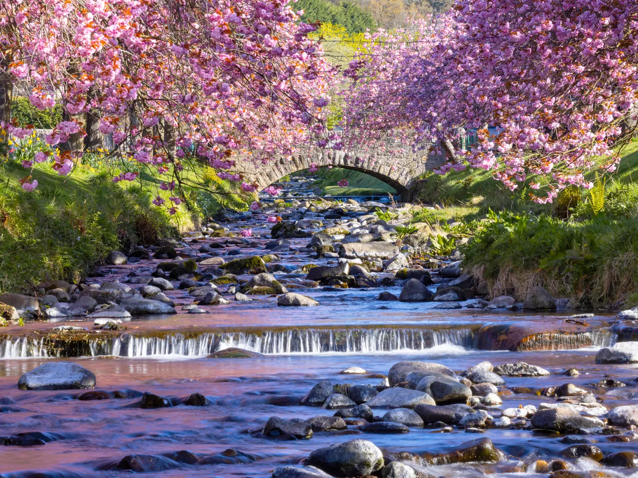 Cherry Blossoms