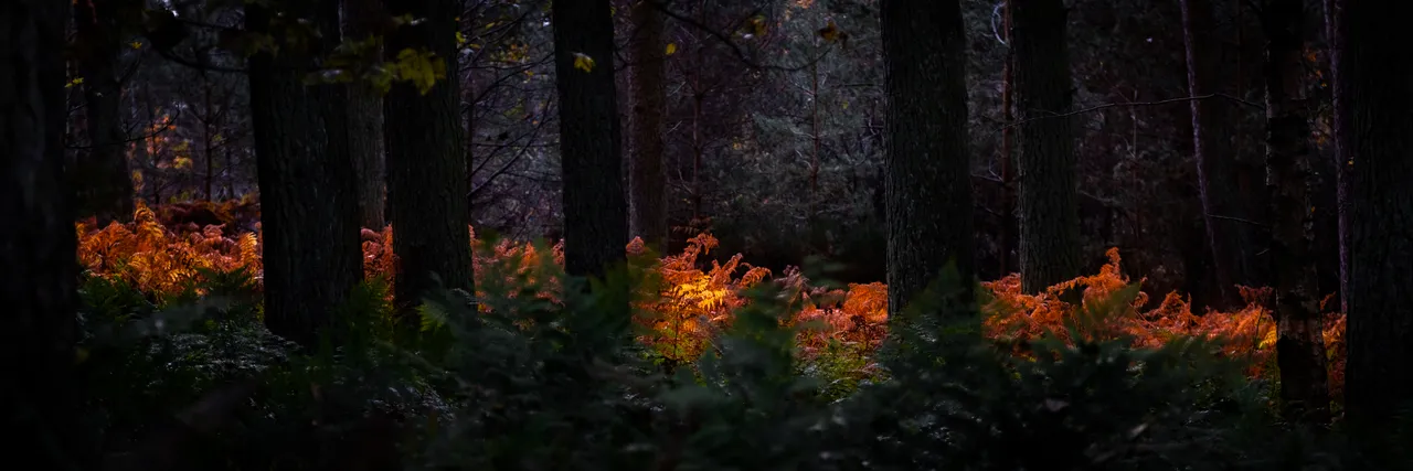 Bowmont Forest