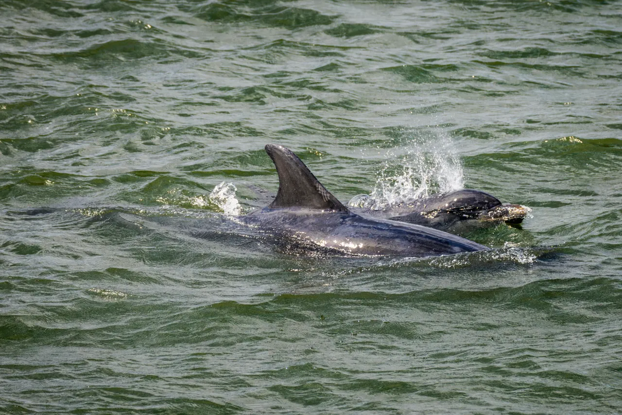 Bottlenose dolphins in the Firth of Forth
