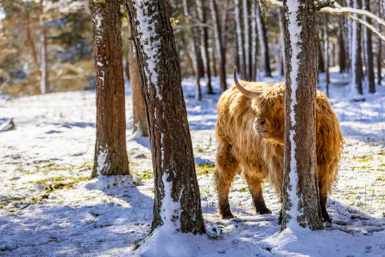 Hairy Coo Safari