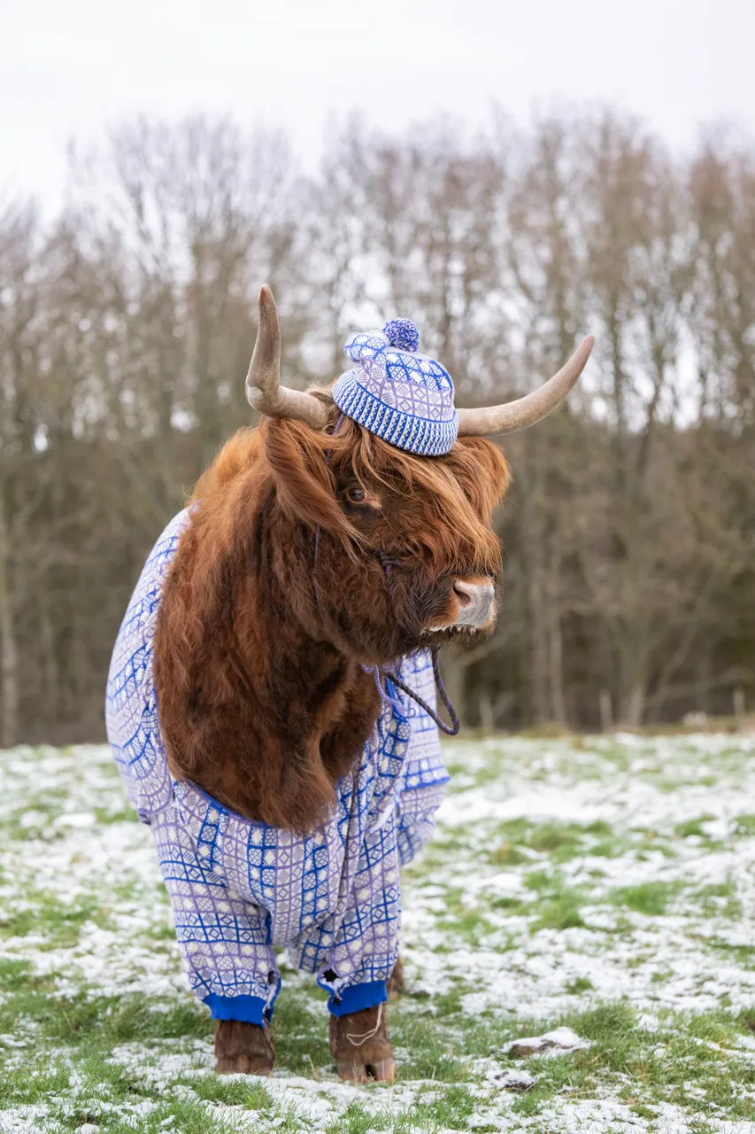 Coos in Cardis