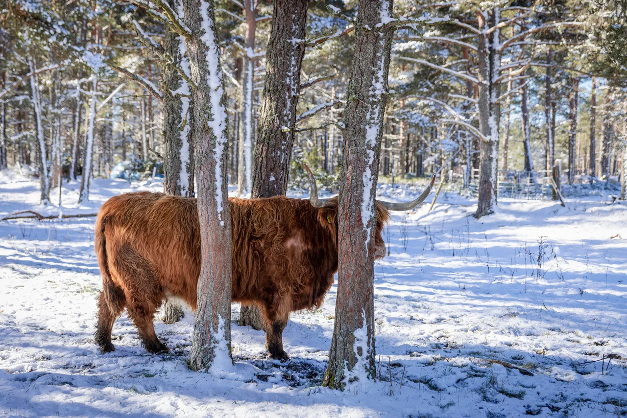 Hairy Coo Safari
