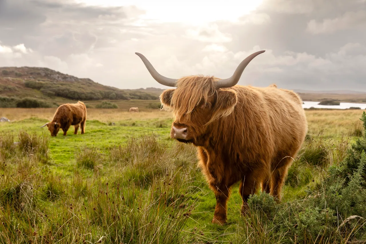 Highland cattle