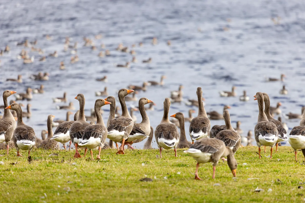 Greylag Geese at Strathclyde Country Park