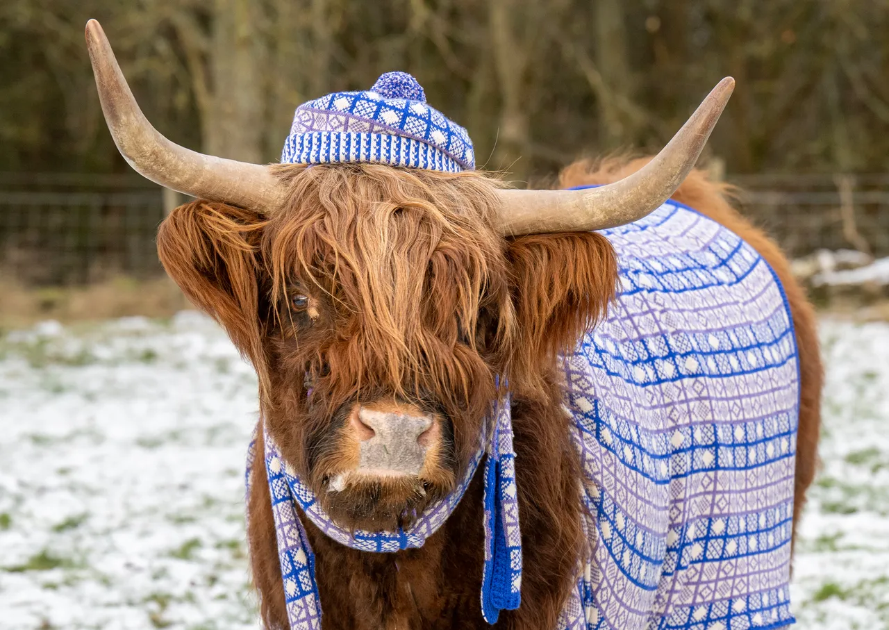 Coos in Cardis