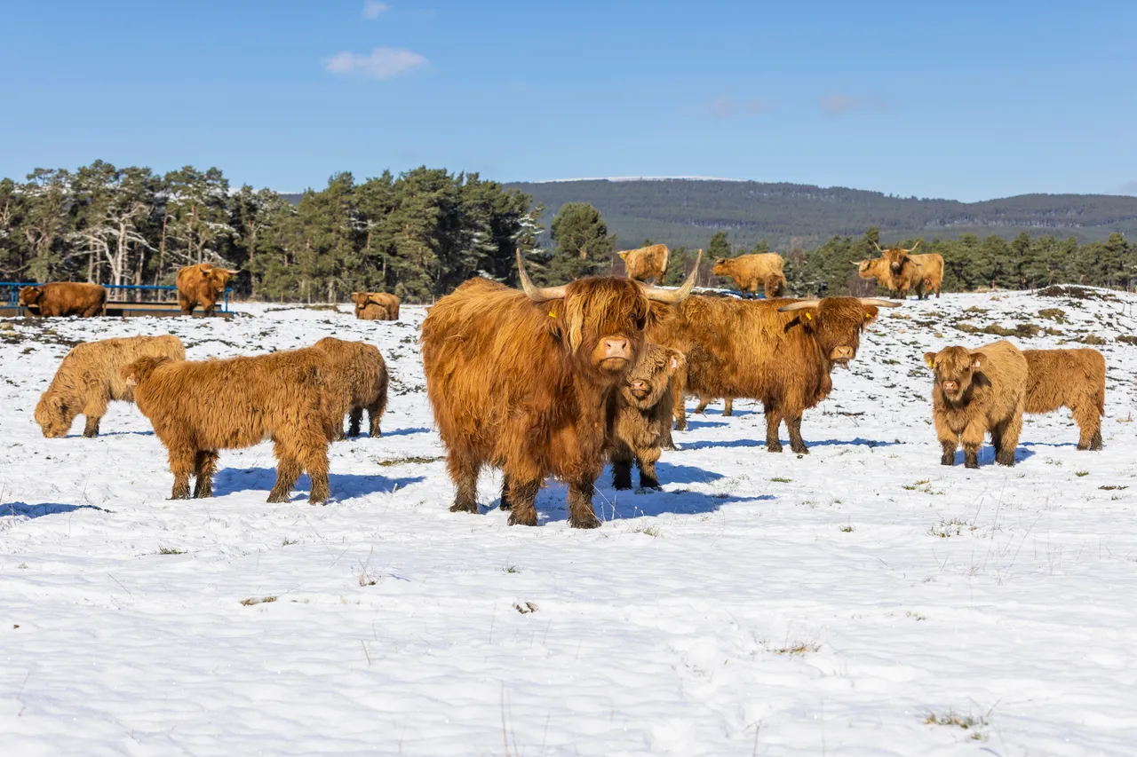 Hairy Coo Safari