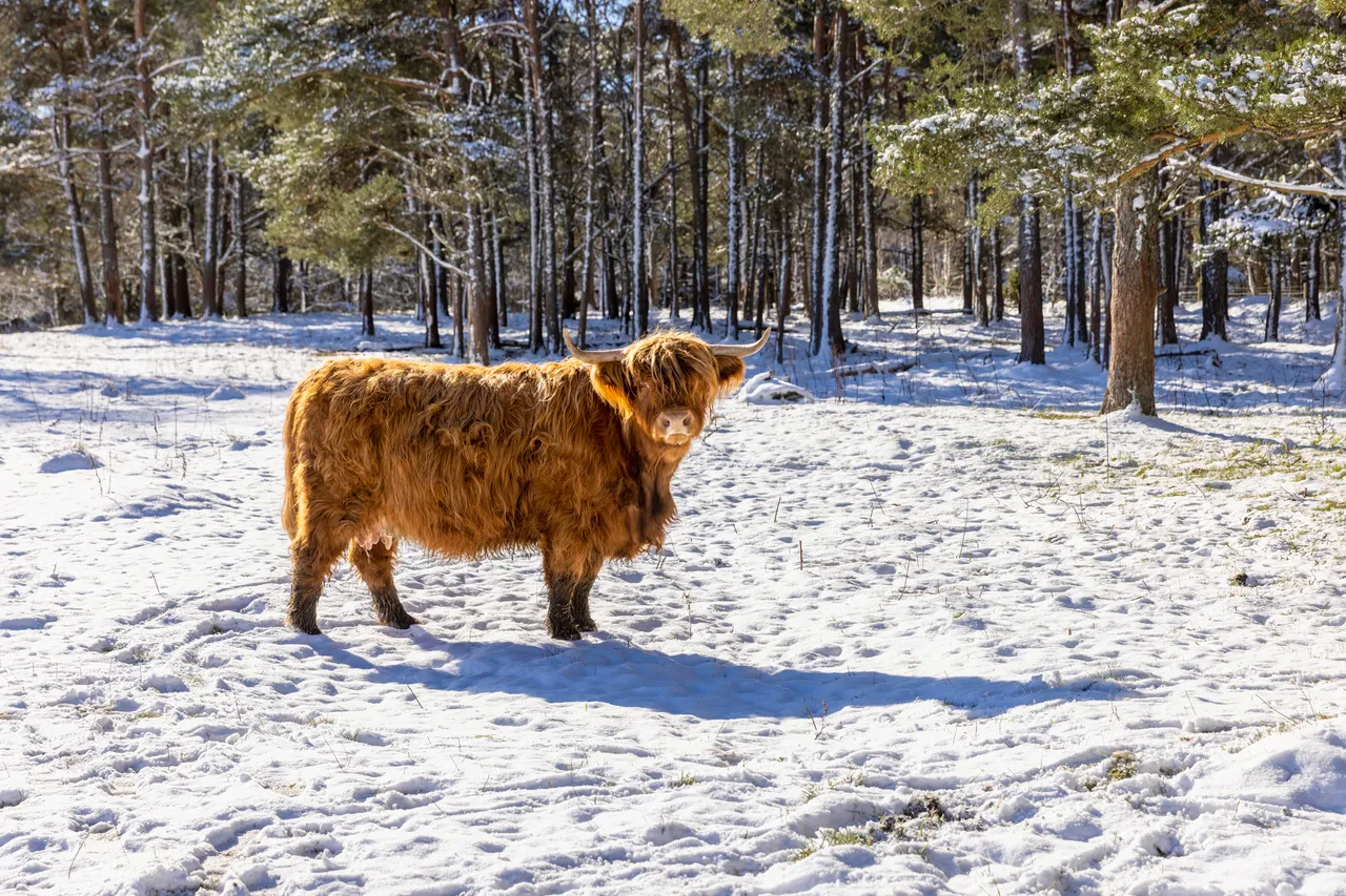 Hairy Coo Safari