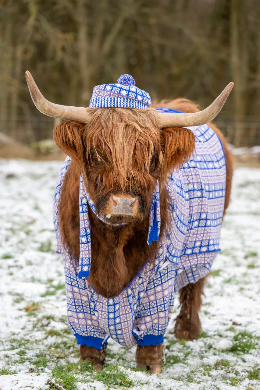 Coos in Cardis