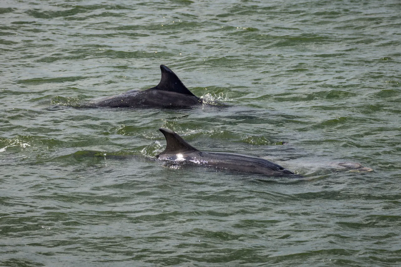 Bottlenose dolphins in the Firth of Forth