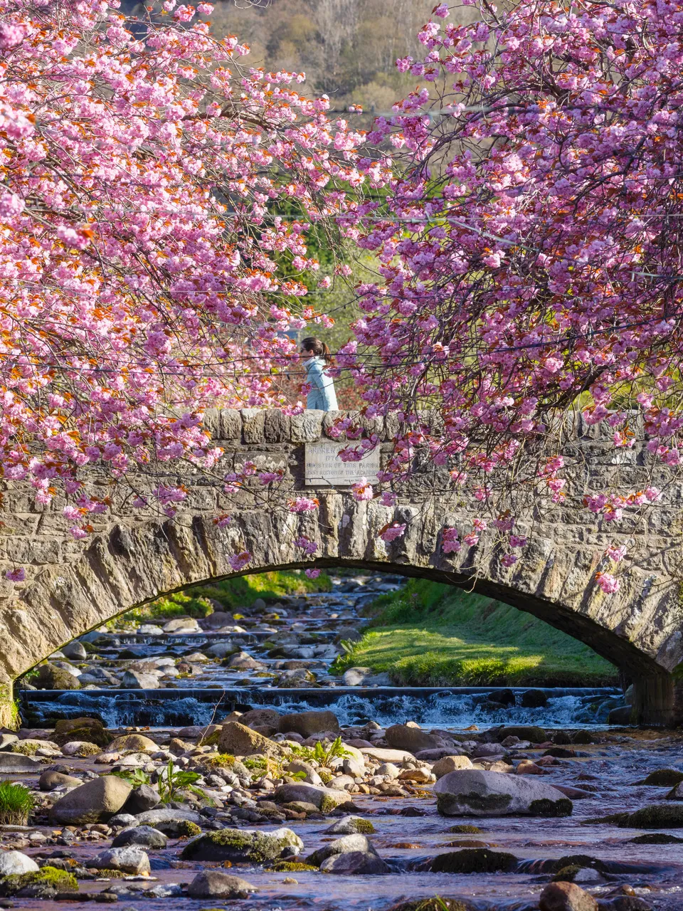 Cherry Blossoms