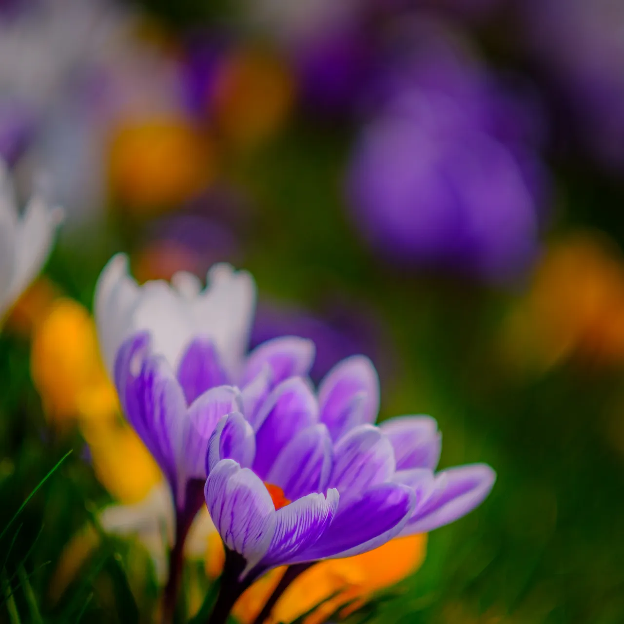 Crocus