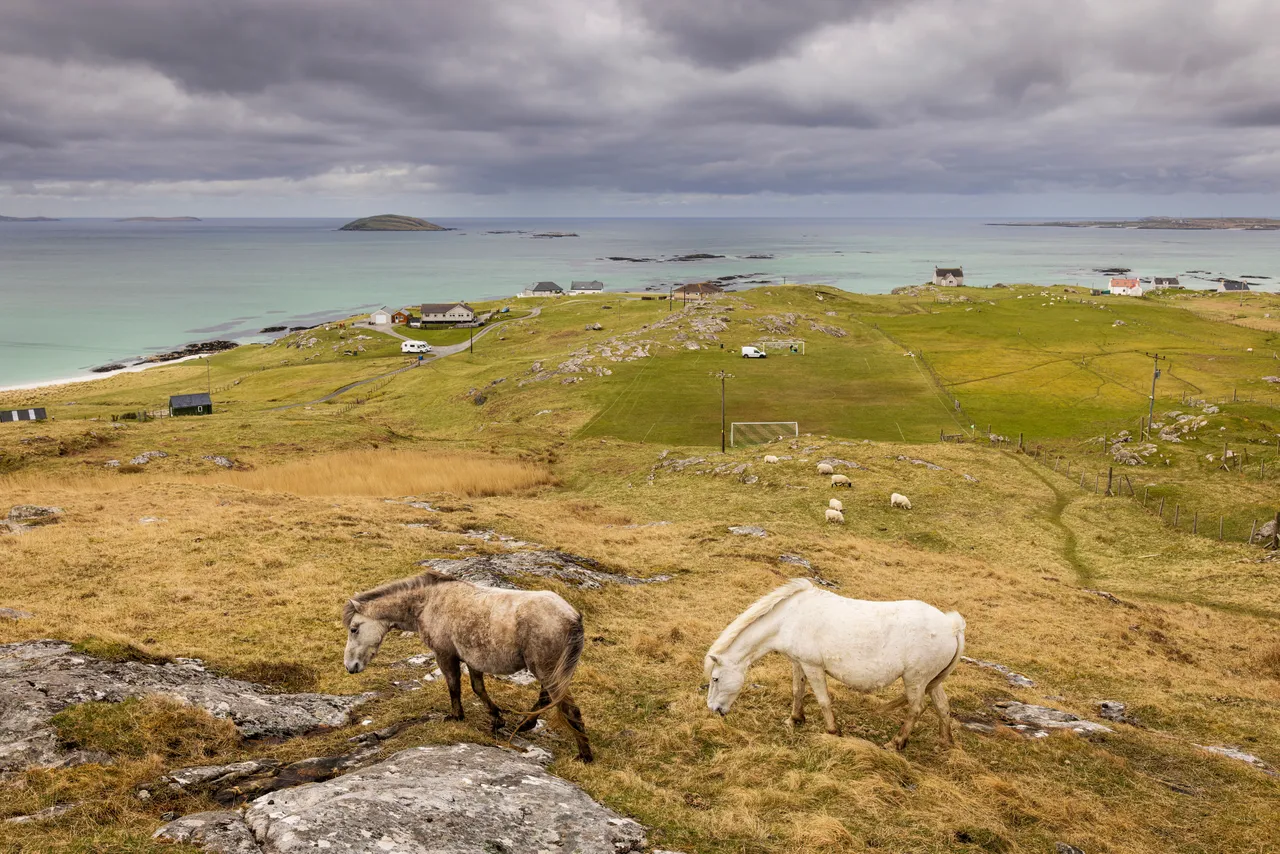 Eriskay Pony