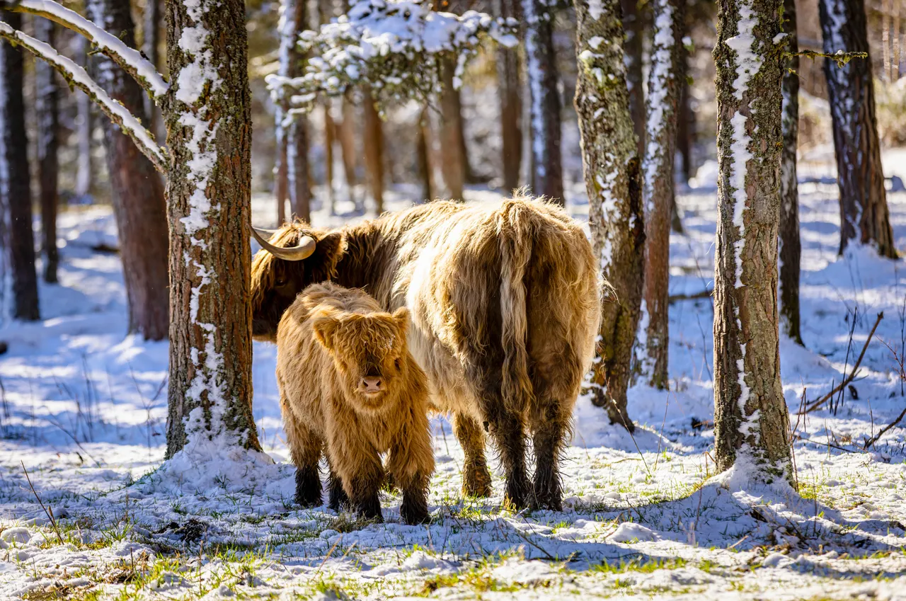 Hairy Coo Safari